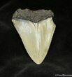 Megalodon Tooth From SC #944-1
